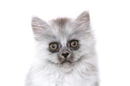 German Longhair Kitten portrait