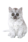 sitting German Longhair Kitten