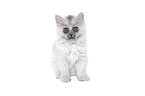 sitting German Longhair Kitten