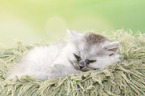 sleeping German Longhair Kitten