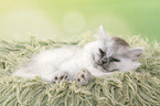 sleeping German Longhair Kitten