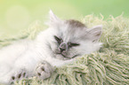 sleeping German Longhair Kitten