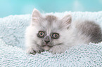 lying German Longhair Kitten