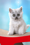 sitting German Longhair Kitten