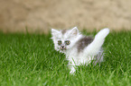 German Longhair Kitten
