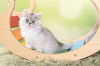 sitting German Longhair Kitten