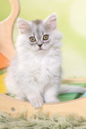 sitting German Longhair Kitten