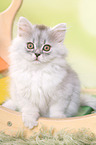 sitting German Longhair Kitten