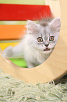 mewing German Longhair Kitten