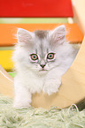 lying German Longhair Kitten