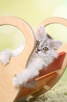 climbing German Longhair Kitten