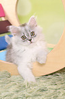 lying German Longhair Kitten