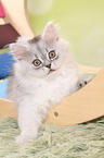 lying German Longhair Kitten