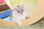 lying German Longhair Kitten