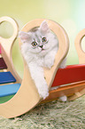 climbing German Longhair Kitten