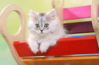 German Longhair Kitten