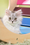 lying German Longhair Kitten