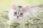 lying German Longhair Kitten