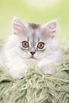 lying German Longhair Kitten