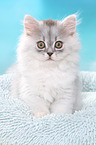 sitting German Longhair Kitten