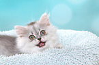 mewing German Longhair Kitten