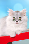 lying German Longhair Kitten