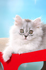 lying German Longhair Kitten