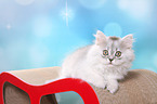 lying German Longhair Kitten