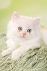 lying German Longhair Kitten