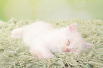 sleeping German Longhair Kitten
