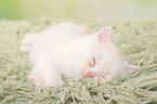 sleeping German Longhair Kitten