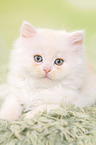 lying German Longhair Kitten