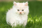 German Longhair Kitten