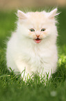 German Longhair Kitten