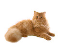 German Longhair Cat