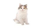 German Longhair Cat