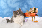 German Longhair Cat