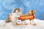German Longhair Cat