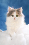 German Longhair Cat