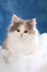 German Longhair Cat