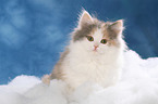 German Longhair Cat