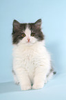 German Longhair Cat