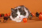 German Longhair Cat