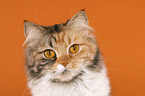 German Longhair Cat