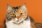 German Longhair Cat