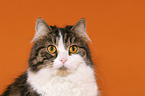 German Longhair Cat