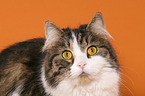 German Longhair Cat