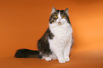 German Longhair Cat