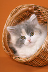 German Longhair Cat