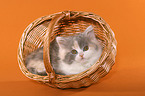 German Longhair Cat